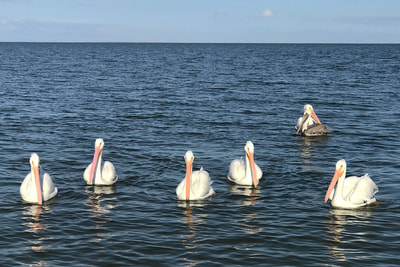 White Pelicans in Galveston Bay