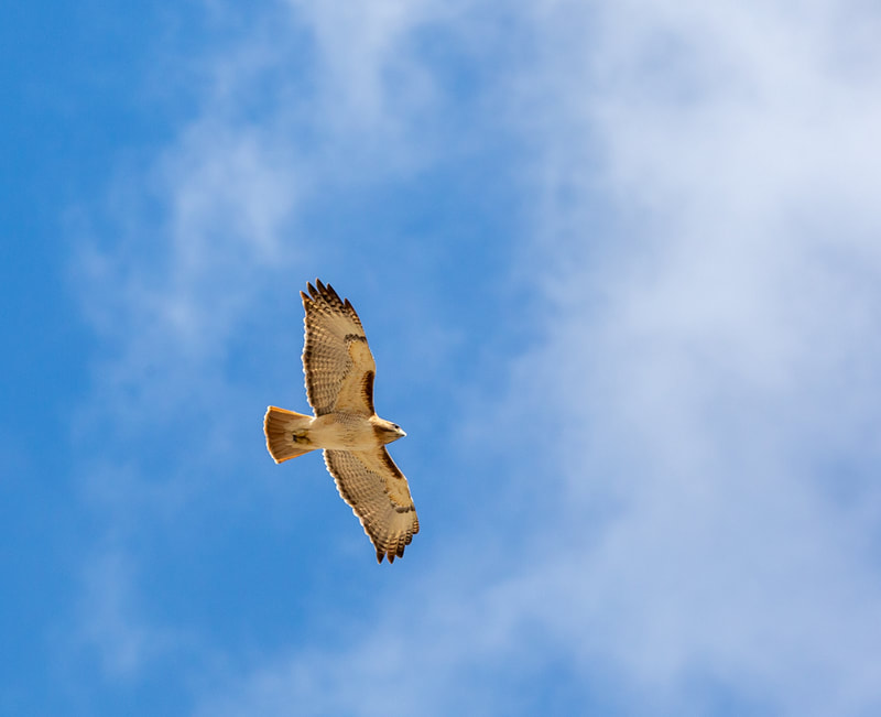 Hawk fly over